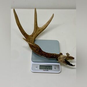 1960s 1970s Vtg Michigan Upper Peninsula 11.9oz/336g Deer Antler